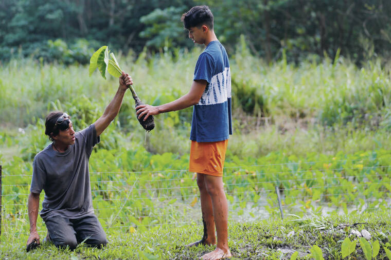 JAMM AQUINO / JAQUINO@STARADVERTISER.COM
                                Sixteen-year-old Makamae Paikuli-Stride, right, handed a harvested kalo to his father Mark on Saturday.
