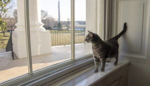 THE WHITE HOUSE / AP
                                Willow, the Biden family’s new pet cat, wanders around the White House on Wednesday, Jan. 27, in Washington. President Joe Biden and first lady Jill Biden have added Willow, a 2-year-old, green-eyed, gray and white feline from Pennsylvania, to their pet family.