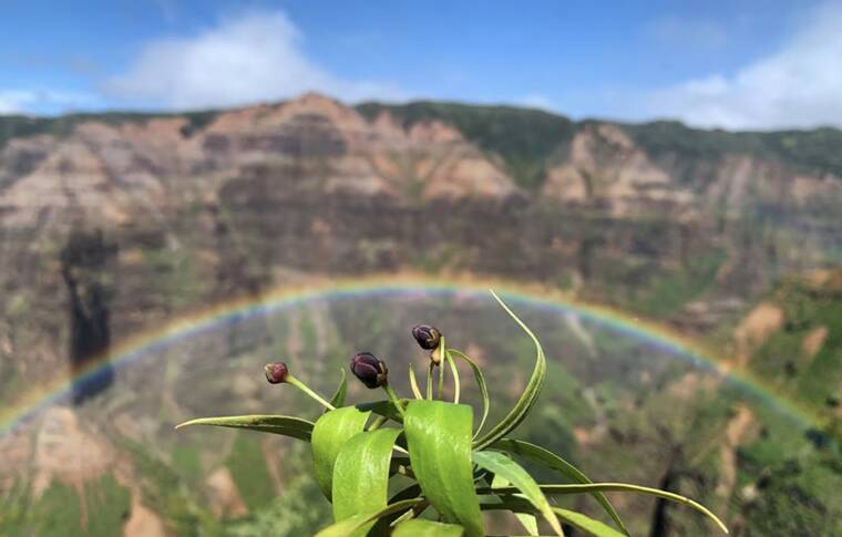 COURTESY NATIONAL TROPICAL BOTANICAL GARDEN
                                Kolokolo kuahiwi is seen with a rainbow at Waimea Canyon on Kauai.