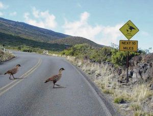 COURTESY NATIONAL PARK SERVICE
                                Nene cross the road near a nene crossing sign posted to warn drivers to be cautious of the birds at Haleakala National Park.