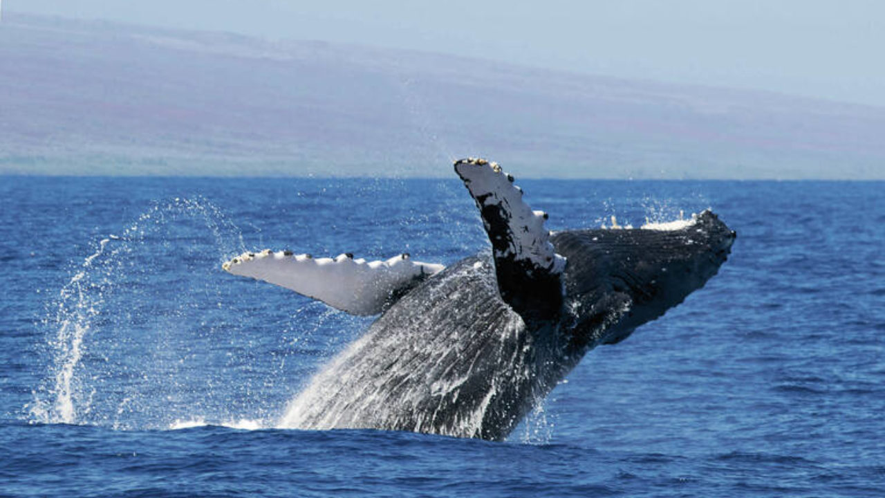 hawaii humpback whale sanctuary