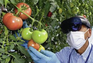 JAPAN NEWS-YOMIURI / NOV. 16, 2021
                                Sanhei Hattori wears smart glasses as he checks the condition of tomatoes at a greenhouse in Chofu, Tokyo.