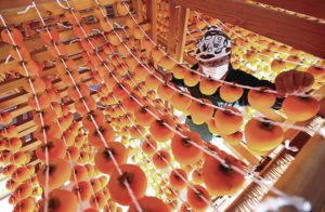 JAPAN NEWS-YOMIURI
                                <strong>ORANGE </strong><strong>DELICACIES</strong>: A worker hung up persimmons at the Inaka Michi no Eki Yashimaya store in Marumori, Japan, in Novembder, where they were to dry for about 45 days to remove their astringency. Spring temperatures fell below zero more often than usual in Marumori, reducing the persimmon crop. As a result, the town is expected to produce only about 10% of its usual output of dried persimmons.