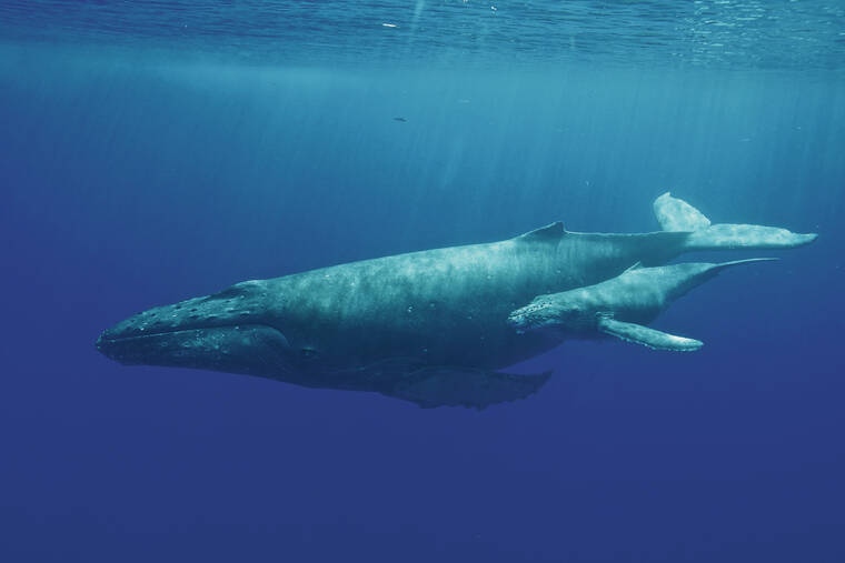 COURTESY HAWAIIAN ISLANDS HUMPBACK WHALE NATIONAL MARINE SANCTUARY, HWS PERMIT NO. 14682-37906 / 2012
                                A humpback whale mother and calf swim off West Maui.