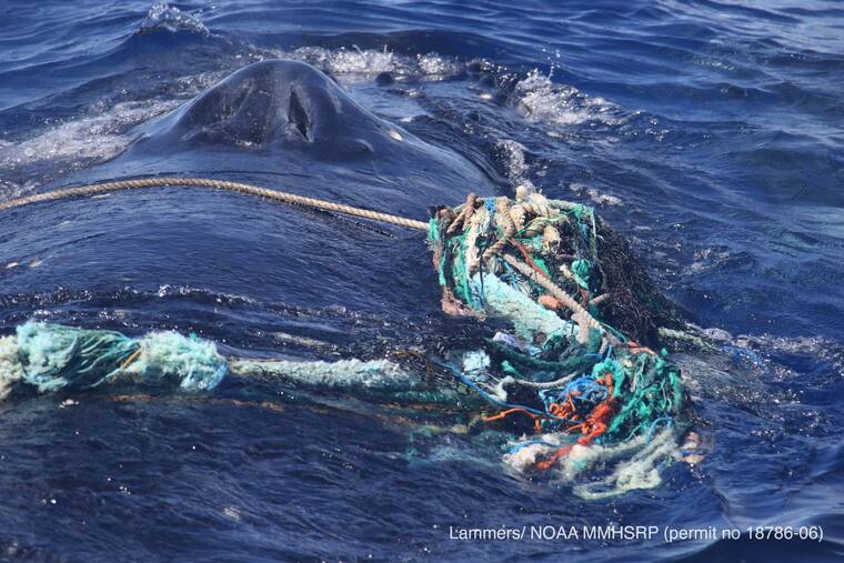 NOAA VIA AP
                                A photo provided by the National Oceanic and Atmospheric Administration shows an entangled humpback whale in the Hawaiian Islands Humpback Whale National Marine Sanctuary off Maui. The female humpback, traveling with a male and a calf, was freed on Monday.