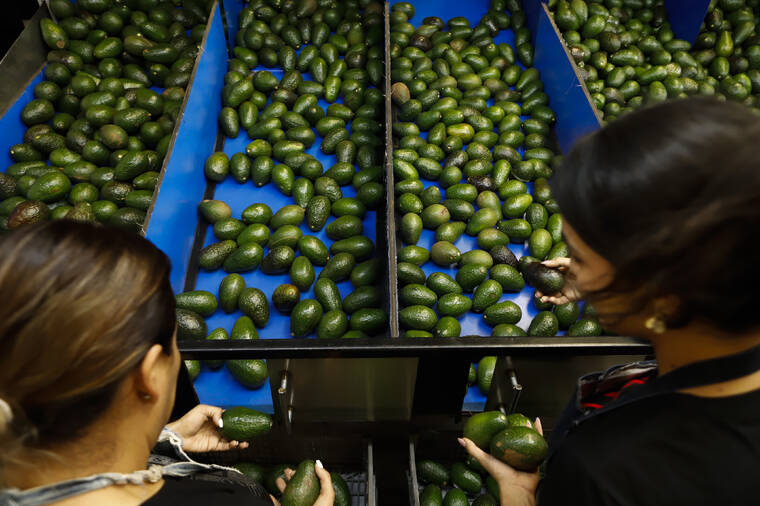 ASSOCIATED PRESS
                                A worker selected avocados at a packing plant in Uruapan, Mexico, Wednesday. The U.S. Embassy announced today that Washington is lifting a ban on inspections of Mexican avocados, freeing the way for exports to resume.