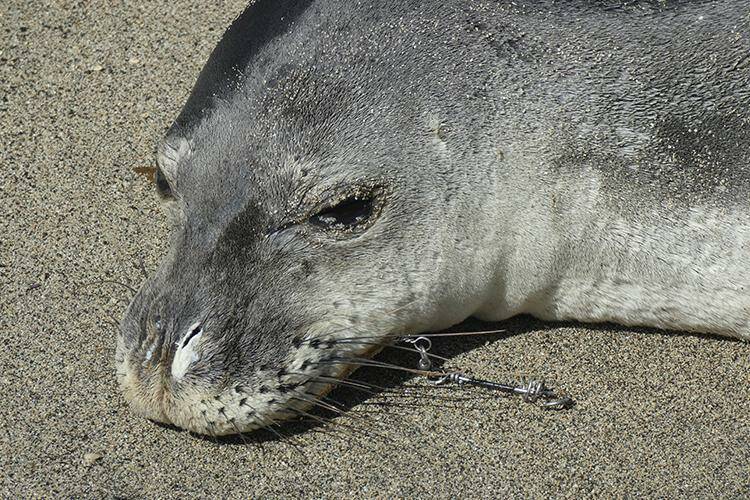 COURTESY NOAA FISHERIES
                                Hawaiian monk seal N2 with wire fishing leader and a large swivel protruding from his mouth on an Oahu shoreline.