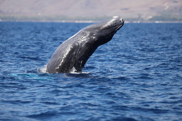 COURTESY PACIFIC WHALE FOUNDATION / NMFS MMPA PERMIT NO. 21321
                                A humpback whale calf breached off Maui in January.