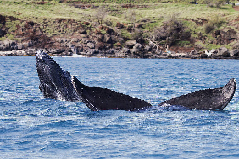 COURTESY PACIFIC WHALE FOUNDATION / NMFS MMPA PERMIT NO. 21321
                                A humpback whale mother and calf swam together in January in waters off Maui.