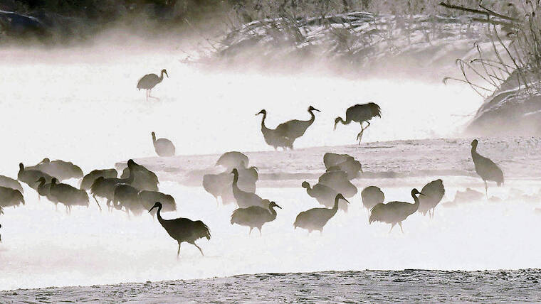 JAPAN NEWS-YOMIURI
                                <strong>DREAM </strong><strong>SCENE</strong>: Red crowned cranes, an endangered species, walk and flutter their wings in the Setsuri River in Hokkaido’s Tsurui village, which recorded a temperature of -1 degree Fahrenheit in January. The difference in the air and water temperatures creates a dreamlike mist over the river. The cranes nest along the river, and they shrill loudly while searching for prey.