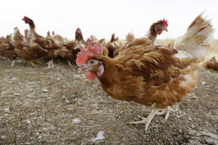 ASSOCIATED PRESS
                                Cage-free chickens walked in a fenced pasture, in October 2015, at an organic farm near Waukon, Iowa. The confirmation of bird flu at another Iowa egg-laying farm will force the killing of more than 5 million chickens, officials said today.