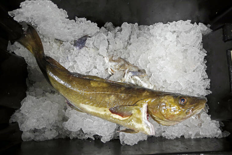 Seafood market braces for losses of careers, fish because of to sanctions