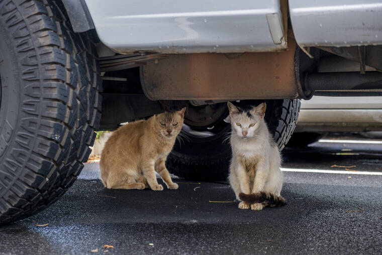 Kokua Line: How do I keep feral cats from ruining my business?