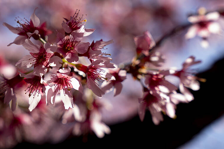 ANDREW HARNIK / AP
                                Cherry blossoms bloom in a neighborhood in Washington.