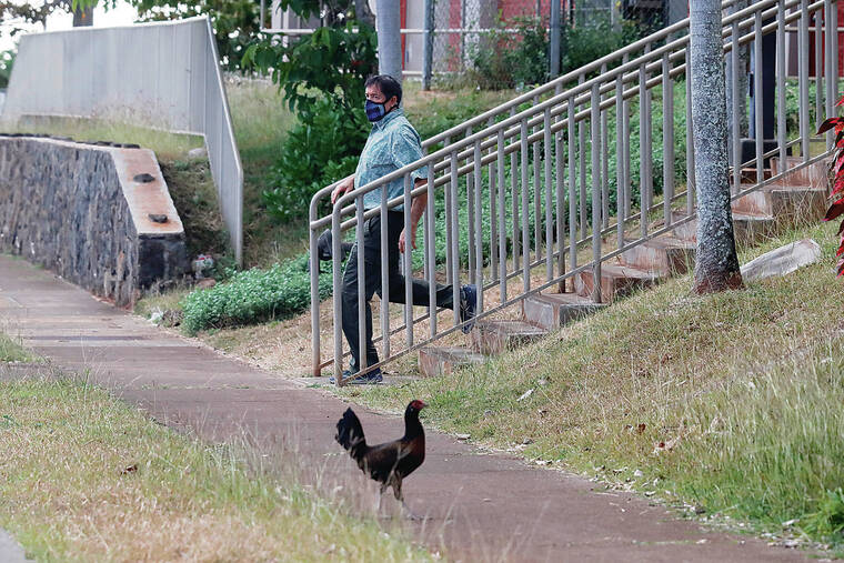 JAMM AQUINO / JAQUINO@STARADVERTISER.COM
                                Aiea resident Andy Kaufman walks as feral chickens are seen on Tuesday.