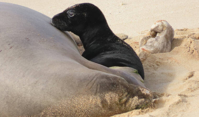 COURTESY HAWAII DEPARTMENT OF LAND AND NATURAL RESOURCES
                                Hawaiian monk seal mom RN58 (Luana) rests on the beach after giving birth to pup PO5 on April 14.