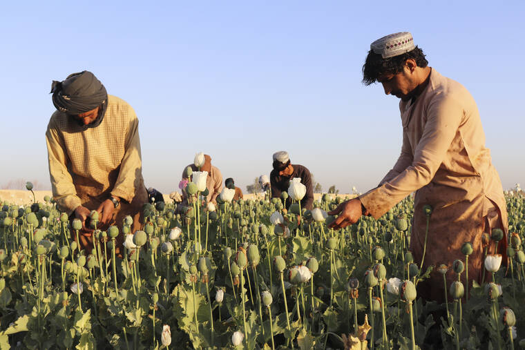 ASSOCIATED PRESS
                                Afghan farmers harvest poppy in Nad Ali district, Helmand province, Afghanistan, on Friday. Afghanistan’s ruling Taliban have announced a ban on poppy production, even as farmers across many parts of the country began harvesting the bright red flower that produces the lucrative opium which is used to make heroin.