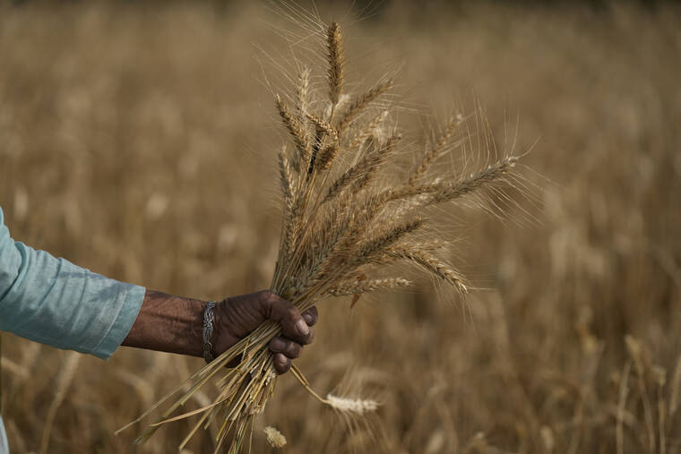 ASSOCIATED PRESS
                                A woman harvests wheat on the outskirts of Jammu, India.