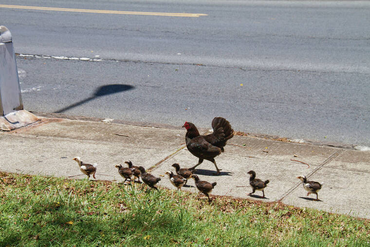 STAR-ADVERTISER / 2015
                                These chickens were walking at the corner of Diamond Head Road and Makapuu Avenue.