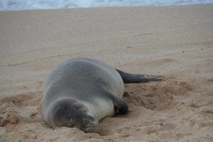 COURTESY NOAA FISHERIES
                                Hawaiian monk seal RL72 was spotted on a beach in Kapalua on Maui in March with monofilament fishing line trailing out of the right side of his mouth.