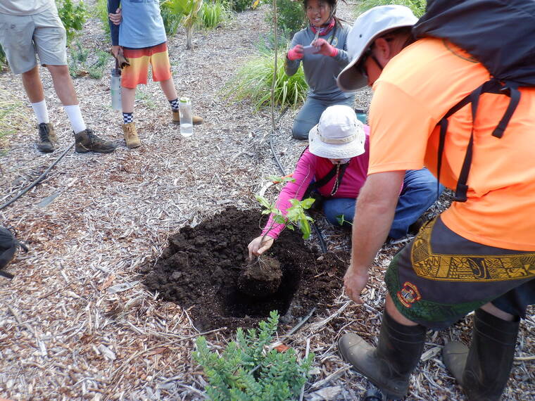 COURTESY MIA CHARLESTON
                                Native Hawaiian Plant Society volunteers and community members plant a tree at a workday along Olowalu Stream in Maui in 2021.