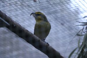 Campaign to save Hawaiian honeycreepers gets funding boost