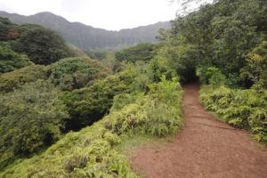 STAR-ADVERTISER / 2014
                                The trail to Maunawili Falls in Maunawili.