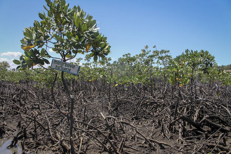 ASSOCIATED PRESS
                                A mangrove restoration project is seen in Mtwapa on the Indian Ocean coast of Kenya.