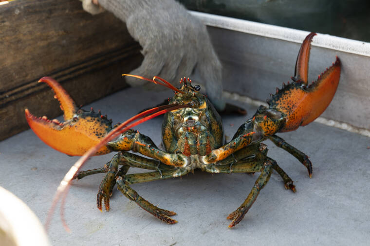 ASSOCIATED PRESS
                                A lobster reared its claws after being caught off Spruce Head, Maine, Aug. 31. America’s commercial fishing industry fell 10% in catch volume and 15% in value during the first year of the COVID-19 pandemic in 2020, federal regulators said today. Some of the largest value seafood species were once again New England staples, such as lobster, and sea scallops.