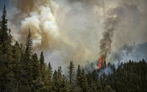 SANTA FE NEW MEXICAN / AP / MAY 13
                                Fire rages along a ridgeline east of highway 518 near the Taos County line as firefighters from all over the country converge on Northern New Mexico to battle the Hermit’s Peak and Calf Canyon fires.
