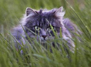 ASSOCIATED PRESS
                                A big cat sat in the deep grass in Frankfurt, Germany, in April 2017. Authorities in the southwest German town of Walldorf have ordered some cat owners to keep their pets indoors until the end of August, to protect a rare bird during its breeding season.