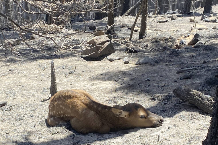 NATE SINK / AP / MAY 21
                                In this photo provided by Nate Sink, a newborn elk calf rests alone in a remote, fire-scarred area of the Sangre de Cristo Mountains near Mora, N.M.