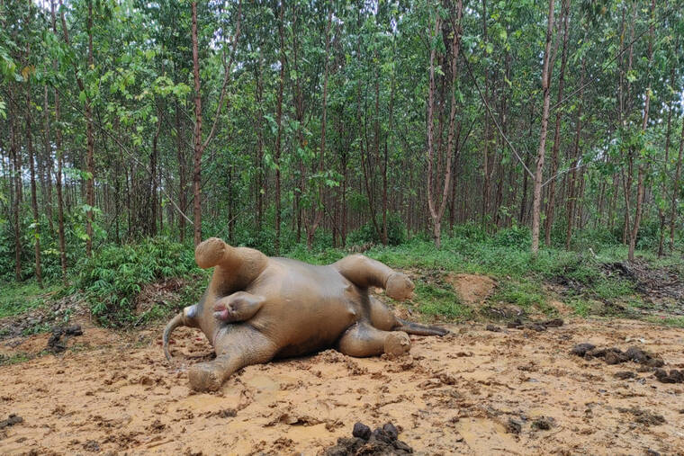 BKSDA VIA AP
                                A photo released by Indonesia’s Nature Conservation Agency (BKSDA) shows a pregnant Sumatran elephant found dead of suspected poisoning.
