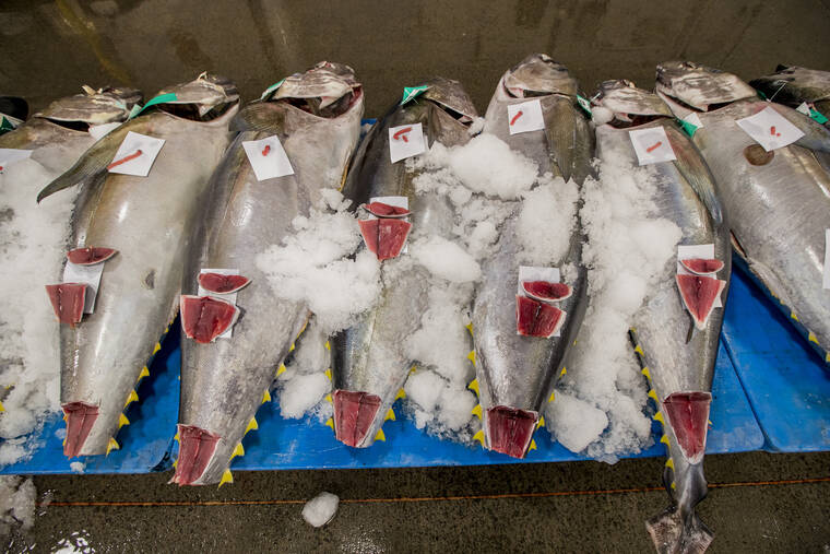 STAR-ADVERTISER
                                Yellowfin tuna, also known as ahi, were displayed, in December 2018, at the Honolulu Fish Auction. NOAA removed a few fish stocks from its overfishing and overfished lists. They included the south Atlantic Coast tilefish and the eastern Pacific Ocean yellowfin tuna.