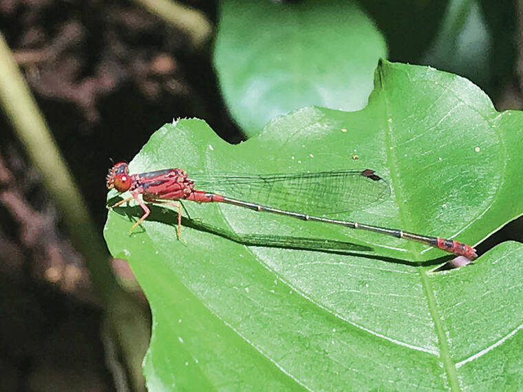 COURTESY PHOTO
                                The U.S. Fish and Wildlife Service placed 49 species on the federal endangered list in 2016 but has yet to designate their protective critical habitat. The Hawaiian damselfly is one of the endangered species endemic to Hawaii on the list.