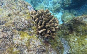 COURTESY DLNR
                                State officials closed Waialea Bay Marine Life Conservation District for three days this week to protect spawning coral.