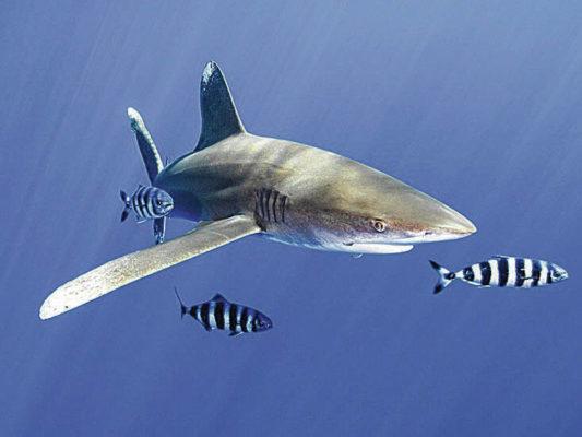 Suit alleges agency’s failure to protect sharks