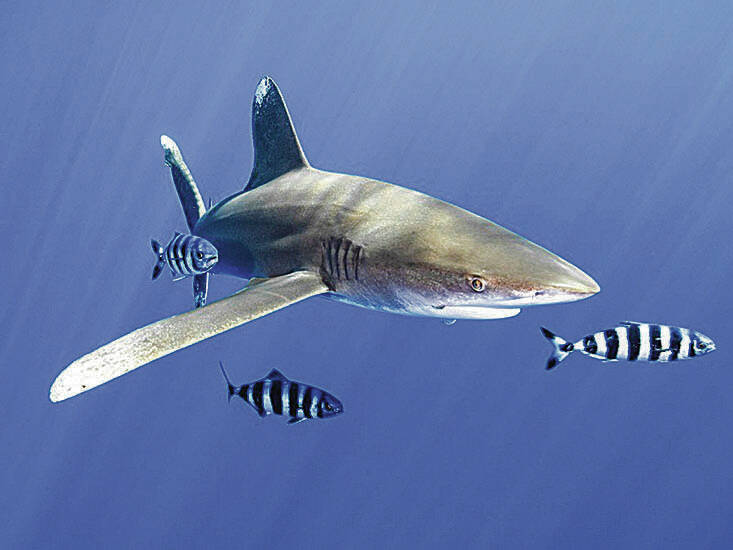 COURTESY KAIKEA NAKACHI / EARTHJUSTICE
                                The once abundant oceanic whitetip shark population has declined by 80% to 95% since the 1990s due in large part to overfishing. An oceanic whitetip shark swims in waters off Hawaii.