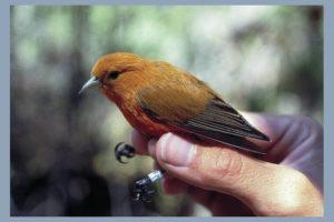 U.S. GEOLOGICAL SURVEY
                                The state will receive $6.5 million in federal funds to develop a mosquito management program that would help save 
Hawaiian honeycreepers. Above, an akepa honeycreeper.