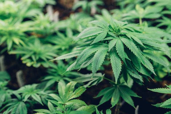 Pono Life Sciences opens second medical cannabis dispensary on Maui
