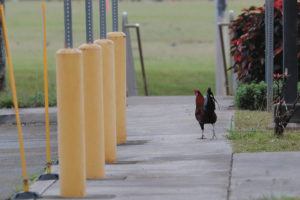 Letters: Feral chicken bounty could easily be filled; Comment on Army’s land lease renewals; No more coddling of anti-vaxxers