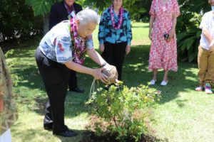 COURTESY DLNR
                                Gov. David Ige waters an ohia lehua tree planted at Wahshington Place, Tuesday. Ohia has been designated as the official Hawaii State Endemic Tree.