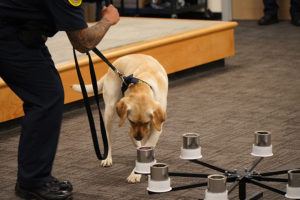 Honolulu Fire Department welcomes accelerant detection canine