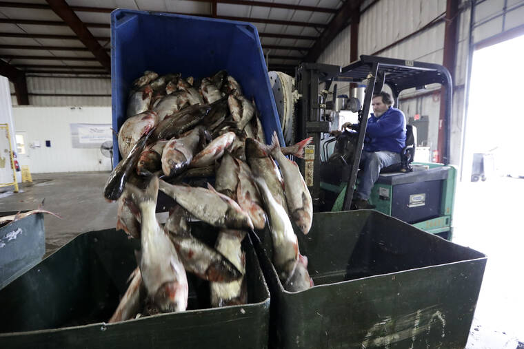ASSOCIATED PRESS
                                Asian carp are unloaded at Two Rivers Fisheries in Wickliffe, Ky., in February 2020. The state of Illinois is unveiling a market-tested rebranding campaign to make the fish appealing to consumers.