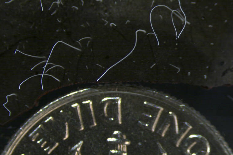 TOMAS TYML/LAWRENCE BERKELEY NATIONAL LABORATORY VIA ASSOCIATED PRESS
                                This microscope photo provided by the Lawrence Berkeley National Laboratory in June 2022 shows thin strands of Thiomargarita magnifica bacteria cells next to a U.S. dime coin. The species was discovered among the mangroves of Guadeloupe archipelago in the French Caribbean. A team of researchers at the Department of Energy (DOE) Joint Genome Institute (JGI), Lawrence Berkeley National Laboratory (Berkeley Lab), the Laboratory for Research in Complex Systems (LRC), and the Université des Antilles, characterized the bacterium composed of a single cell that is 5,000 times larger than other bacteria.