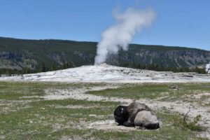 ASSOCIATED PRESS
                                A bison lays down on the ground in front of the Old Faithful geyser in Yellowstone National Park, Wyo., on June 22. A 34-year-old man from Colorado Springs, Colo., was gored by a bull bison in Yellowstone National Park this week, suffering an arm injury, park officials said.