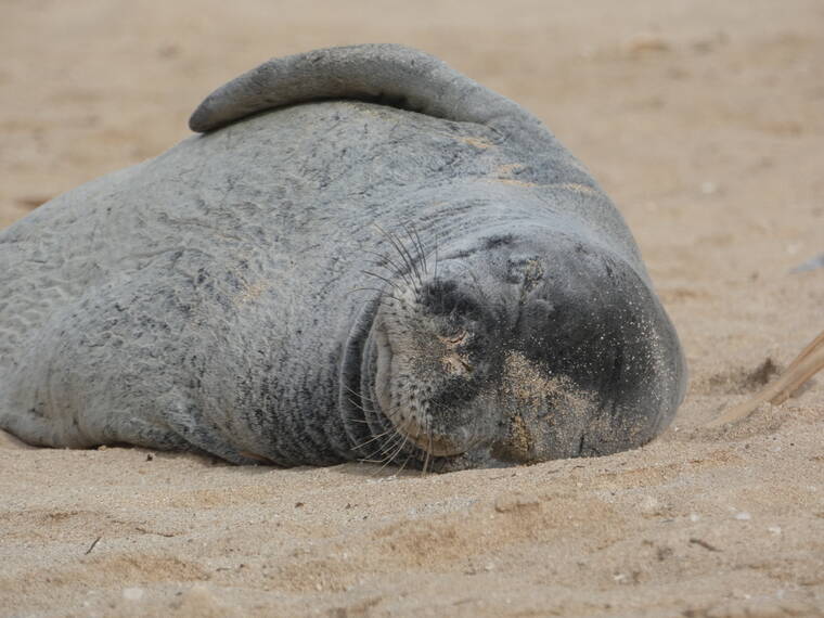 COURTESY NOAA FISHERIES
                                Hawaiian monk seal RE74, also known as “Benny,” takes a nap on the beach.
