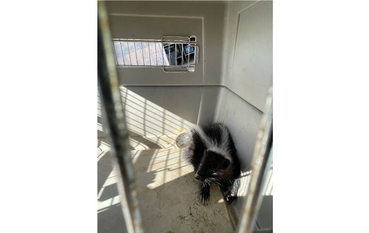 COURTESY DEPARTMENT OF AGRICULTURE
                                A live skunk was found at Honolulu Harbor’s Pier 1.