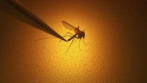 ASSOCIATED PRESS
                                Salt Lake City Mosquito Abatement District biologist Nadja Reissen examines a mosquito in Salt Lake City.