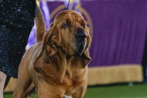 ASSOCIATED PRESS / JUNE 22
                                Trumpet, a bloodhound, competes for best in show at the 146th Westminster Kennel Club Dog Show in Tarrytown, N.Y. Trumpet won the title.